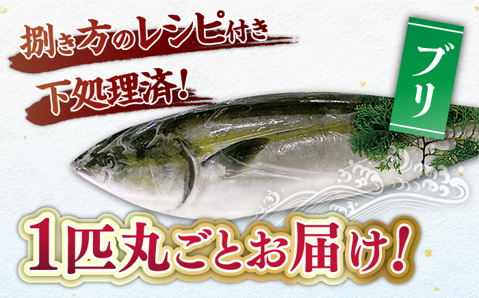 ブリ 平戸なつ香 約4-5kg【（株）坂野水産】[KAA003]/ 長崎 平戸 魚介類 魚 ぶり ブリ 内臓処理済 レシピ 刺身 たたき 刺身 塩焼き 刺身 漬け丼 刺身 しゃぶしゃぶ 刺身 アレンジ