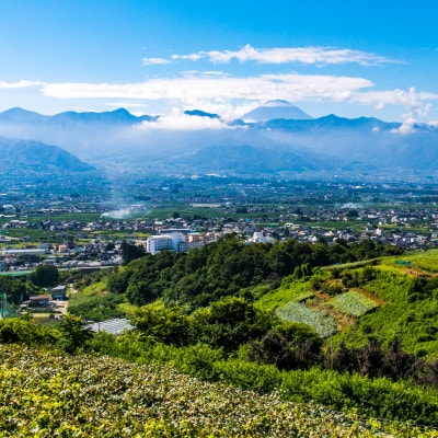 銀河農園まきおかの甘くてジューシーな巨峰(種なし)約2kg(4～5房)【配送不可地域：離島】