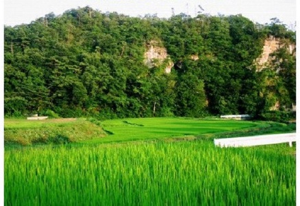 ゆりがね米 10kg (コシヒカリ）