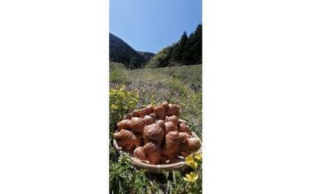 ［1323］自然の力だけで育てた、こだわり農法の生姜（水洗い2kg）高知県黒潮町産