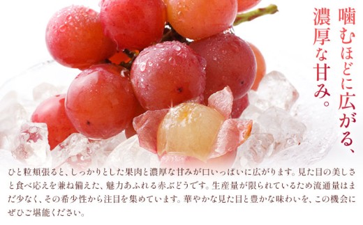 【2027年先行予約】ご家庭用 岡山県産 クインニーナ 約1.2kg 2～3房 晴れの国おかやま館 (つむぐ株式会社) 《2027年9月中旬-9月下旬頃出荷》岡山県 笠岡市 フルーツ 果物 果実 訳あ