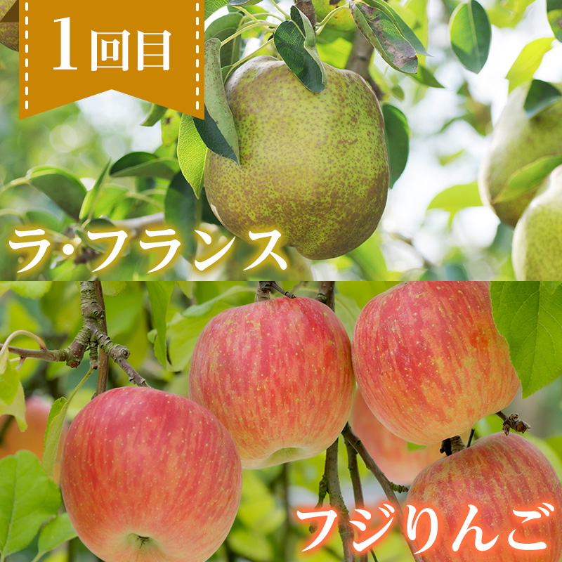 【定期便4回】ノノハナフルーツ 笑顔花咲く 食べ切り定期
