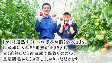 糖度9度以上 トマト 【 2025年収穫分 先行予約 】 【 定期便 】 スーパーフルーツトマト 小箱 約800g×1箱×3回 お届け！ 糖度9度以上 フルーツトマト トマト 2025年2月上旬発送開