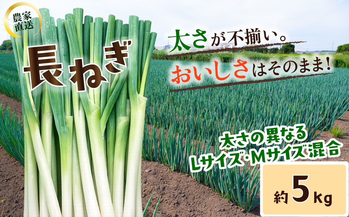 長ねぎ《容量が選べる！》茨城県産 5kg / 10kg【茨城県 下妻市産 長ねぎ 長ネギ 長葱 白ねぎ 白ネギ 白葱 ねぎ ネギ 葱 野菜 採れたて 旬野菜 季節の野菜 鍋 おすすめ】