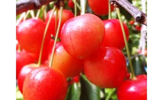 【2025年発送】北海道上ノ国町産 さとう果樹園のくだものフェアＡ【6月･9月･11月定期便】