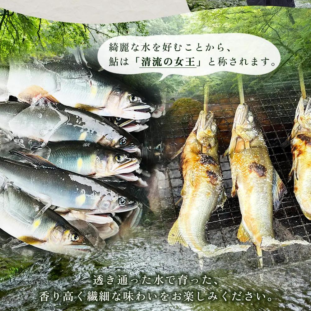 冷凍鮎　約500g 鮎 川魚  3E5
