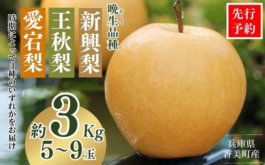 【先行予約】梨 （新興梨 王秋梨 愛宕梨のいずれか）3kg（5～9玉）10月中旬から12月下旬にかけて発送 大人気  ふるさと納税 返礼品 梨 国産 果物 香美町 JAたじま 9000円 12-06
