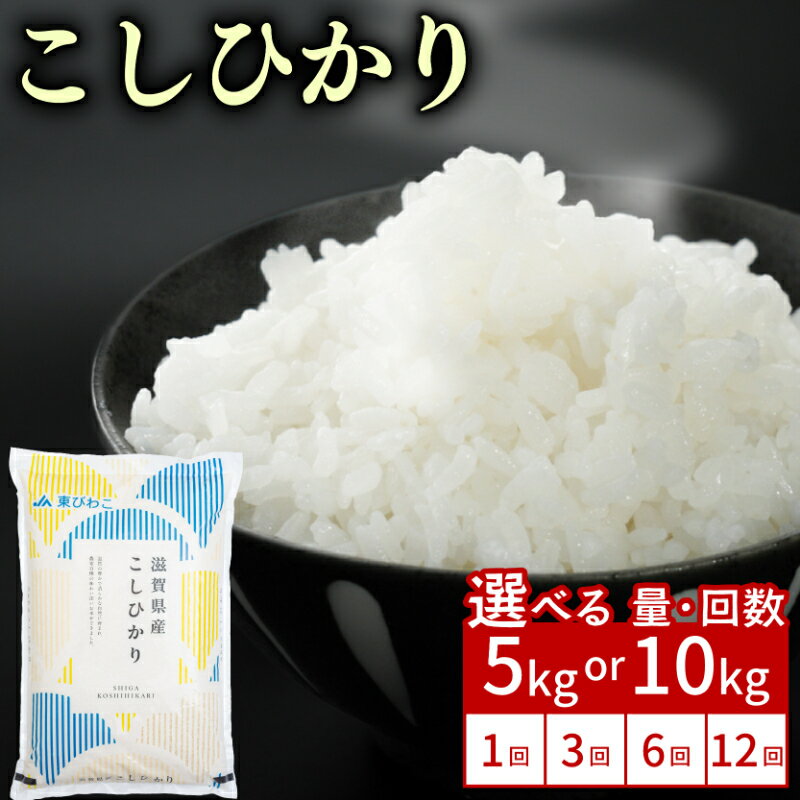 【ふるさと納税】 こしひかり 5kg / 10kg 単品 / 定期便 令和7年産 米 精米 こめ コメ お米 コシヒカリ ご飯 5キロ 10キロ 令和7年 3ヶ月定期便 6か月定期便 12ヶ月定期便 ふるさと納税米 ふるさと納税米定期便 滋賀 彦根