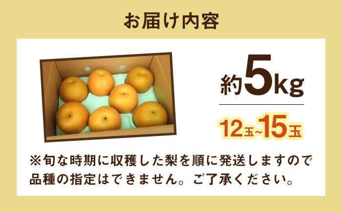 長崎県産 朝採り旬の梨 約5㎏ 12玉～15玉 / 大村市 / 産直松吉 [ACZC007]