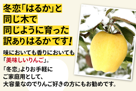 【先行予約】数量限定 わけありはるか（自家用 訳あり 純情はるか） 約5kg【冬恋研究会】 (AI010)