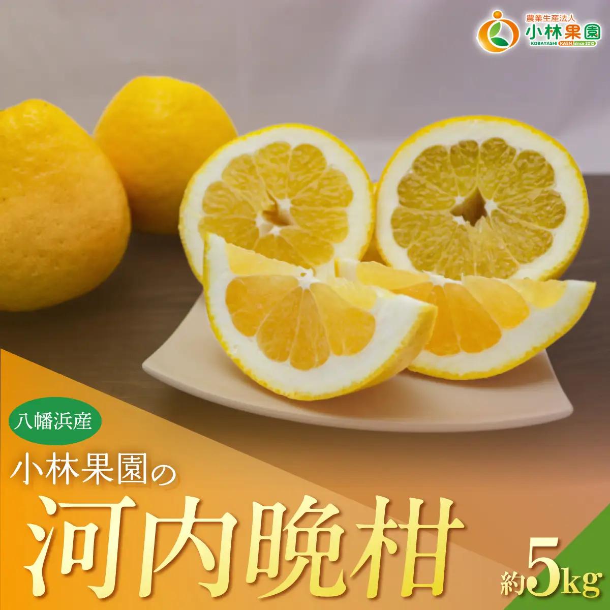 【先行受付】小林果園の河内晩柑(約5kg)【C24-26】【1124432】 YWTAD019