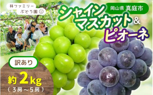 【訳あり】岡山県産 林ファミリーのシャインマスカット&ピオーネ 約2kg（約3～5房） 【2025年先行予約】/ 岡山 真庭 食べ比べ シャインマスカット ピオーネ 葡萄 ぶどう ブドウ 果物 フルーツ 新鮮 濃厚 人気 数量限定 お買い得 家庭用 たっぷり ぶどう専門  (2025年9月上旬～発送予定)