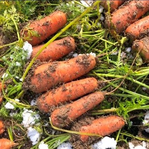 【先行予約（2026年12月上旬～順次発送）】＜てんとうむしばたけ＞有機にんじん5kg