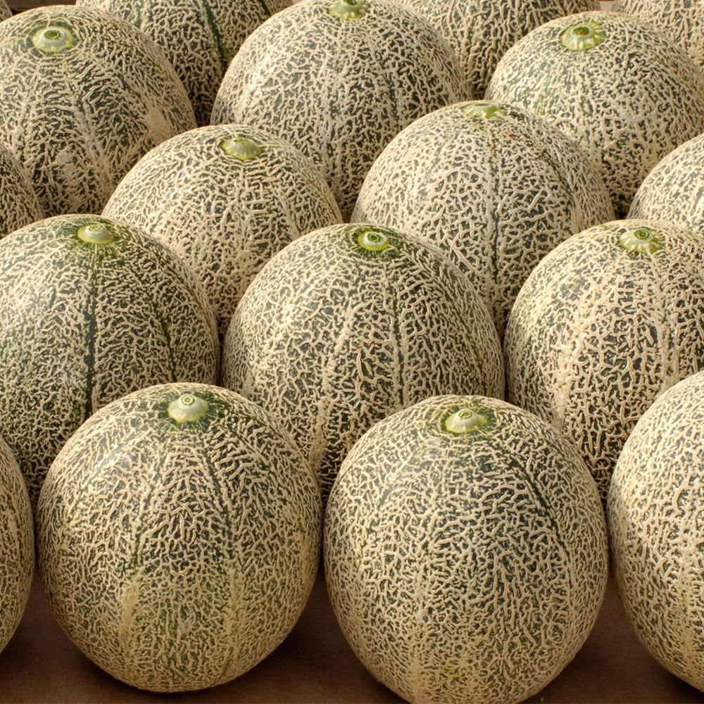 【ふるさと納税】訳ありメロン 品種おまかせ 約4kg（2～7玉） めろん 緑果肉 赤果肉 白果肉 くだもの 果物 果実 フルーツ 果肉 熊本県産 国産 九州 熊本県 熊本市 送料無料 【2025年7月下旬迄順次発送予定】