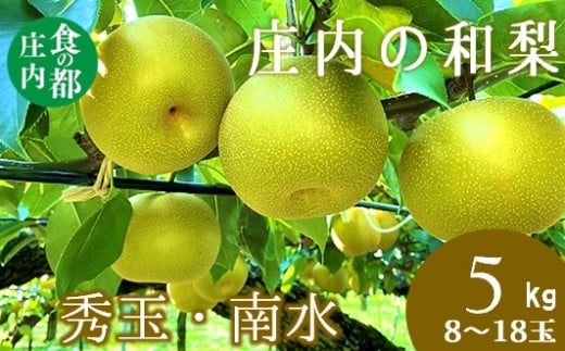 食の都庄内　庄内の和梨【秀玉or南水】約5kg※9月中旬ごろより順次配送
