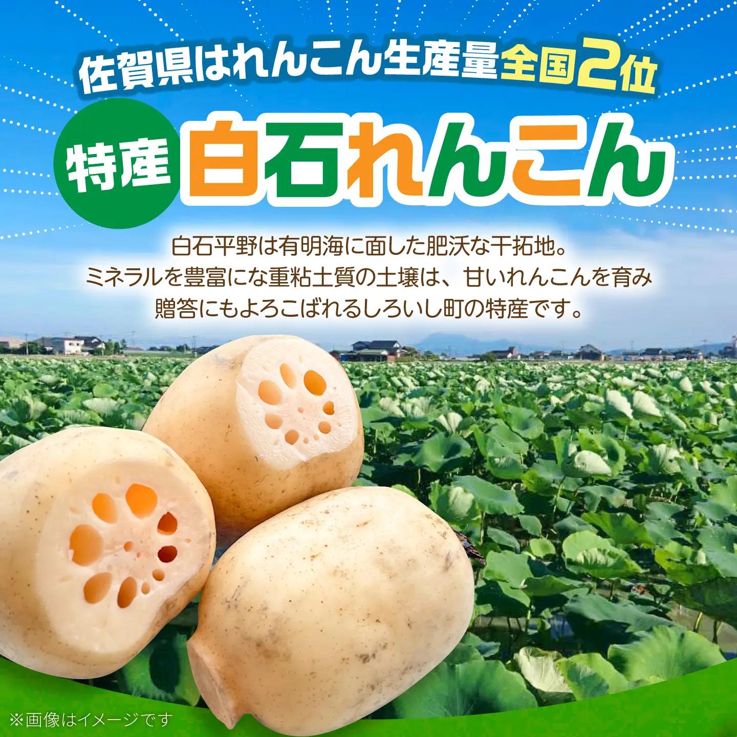 【先行予約 年末発送】れんこん 約3kg れんこん