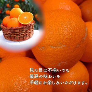 愛果28号 家庭用 お試し1kg(4～5個) 【先行予約 2025年11月下旬から発送】 | 愛果 あいか 紅まどんな 紅マドンナ と 同品種 みかん まどんな ワケアリ 訳あり B品 柑橘 みかん 