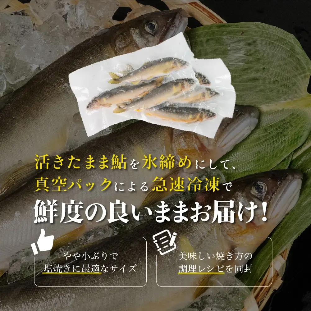 （2026年8月上旬頃から発送）幻の弓掛鮎 6尾セット【冷凍パック】【107-1】
