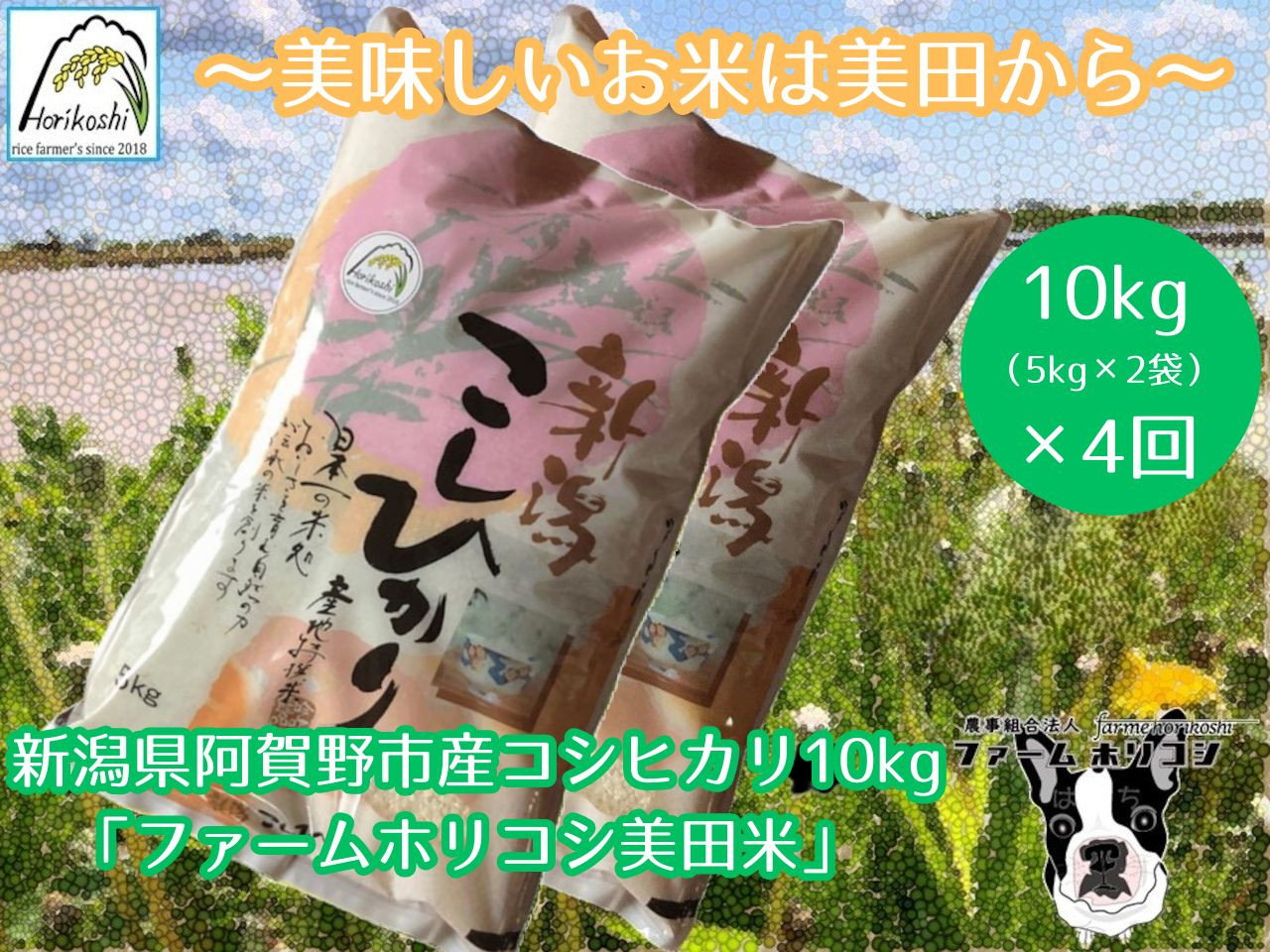
            【令和7年産新米】【4ヶ月定期便】阿賀野市産 コシヒカリ 「ファームホリコシ美田米」 10kg（5kg×2袋）×4回  白米 精米 3H09105
          