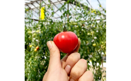【先行予約】完熟トマト しんちゃんトマト 糖度7.0?8.9度 約750g 高知県土佐市 【横山真吾】 [BQCG002]