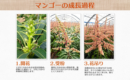 【2026年発送】サンフルーツ糸満マンゴー貴重な大玉 家庭用　約2.5kg 産地直送 先行予約 フルーツ 果物 くだもの アップルマンゴー アップル アーウィン種 濃厚 デザート 贅沢 旬の果物 甘い