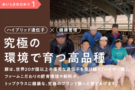 まる姫ポーク 切り落とし1.2kg（300g×4パック）と粗ミンチ 1.2kg（300g×4パック）計2.4kg【AK-22】｜国産 まる姫ポーク 豚肉 ぶた肉 ぶたにく 肉 切り落とし 粗ミンチ  