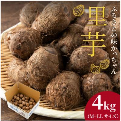 ふるさと納税 勝山市 里芋　4kg