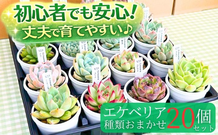 
            エケベリア おまかせ 20個 セット 【多肉屋GPK】／ インテリア インテリア植物 おしゃれインテリア オシャレ おしゃれ 多肉 多肉植物 観葉植物 植物 おまかせセット 人気 高評価 贈答 贈り物 趣味 ギフト プレゼント ナチュラル 自然 かわいい ミニサイズ 玄関 室内 飾れる ２０個 オススメ おすすめ
          