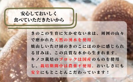 11月以降順次発送【期間限定】 生しいたけ 肉厚「たっぷり1kg」（約18～24個）【お申込期限3月31日まで】ジャンボ手のひらサイズ 焼山しいたけ園 農園直送 新鮮 椎茸 シイタケ お取り寄せ グル