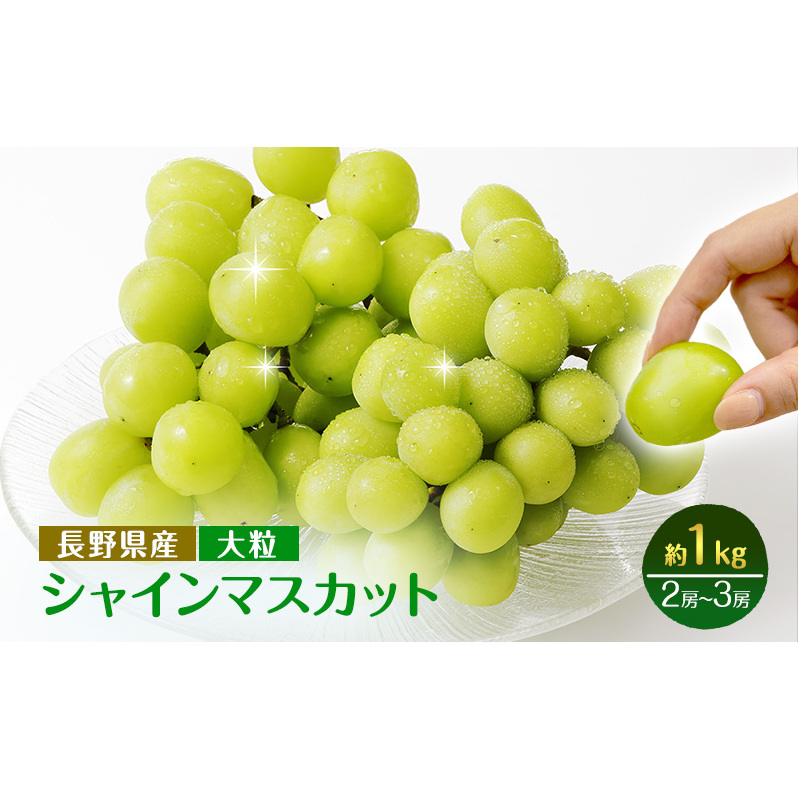 2026年産先行予約ぶどう 先行予約 大粒 長野市産 シャインマスカット 約1kg入り 2～3房 葡萄 ブドウ フルーツ 果物 シャイン マスカット デザート おやつ 信州