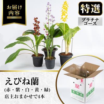 ふるさと納税 いちき串木野市 【個数限定】<3月末まで受付 >寿峰苑特選えびね蘭店主おすすめ開花済Pコース |  | 01