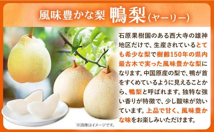 【先行予約】梨 なし 鴨梨 ヤーリー 梨 化粧箱入 4kg (11～13玉入り) 石原果樹園 《2026年11月中旬-12月下旬頃出荷》岡山県 浅口市 果物 フルーツ お取り寄せ お取り寄せフルーツ 
