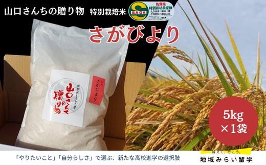 
            【山口さんちの贈り物】特別栽培米 さがびより 5kg 白米
          