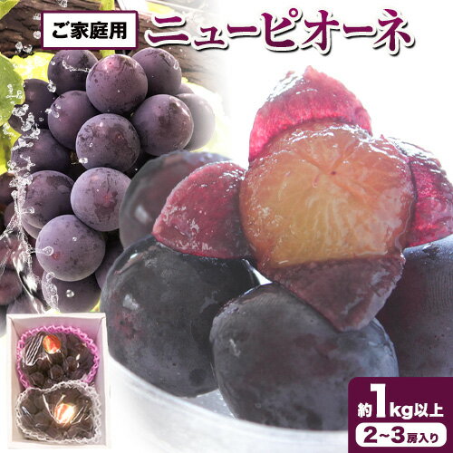 【ふるさと納税】【先行予約】ぶどう ニューピオーネ ご家庭用 訳あり ピオーネ 約 1kg 以上 2房~3房入り 1kg 今田ぶどう農園《8月中旬-9月中旬頃出荷》岡山県 浅口市 送料無料 ぶどう フルーツ 果物 くだもの わけあり【配送不可地域あり】