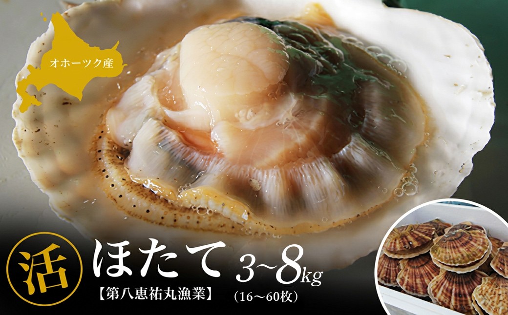 
                  オホーツク産 『活』 ほたて 選べる容量3～8kg 【 ふるさと納税 人気 おすすめ ランキング 魚介類 貝 帆立 ホタテ ほたて 帆立貝柱 ホタテ貝柱 ほたて貝柱 北海道 佐呂間町 送料無料 】 SRMN001-v
                
