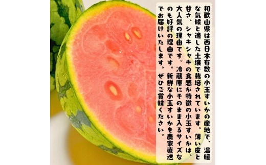 【先行予約】農家直送 厳選 小玉すいか Mサイズ/2玉入り ※2027年6月上旬～6月下旬頃に順次発送予定（お届け日指定不可）【ard176B】