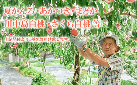 No.3111 福島の桃 約1kg(3～4玉）品種おまかせ 【2025年発送】