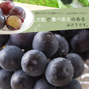 ピオーネ 約2kg　紀州和歌山 かつらぎ産【2026年8月下旬以降発送予定】【UT119】【uot781A】