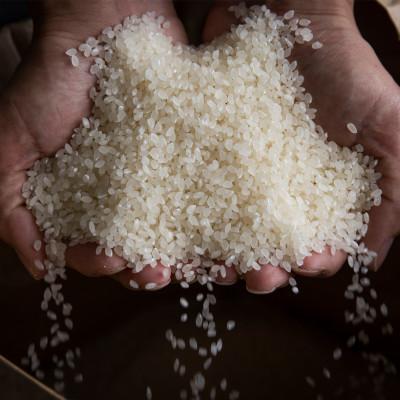 ふるさと納税 南魚沼市 【R7年産新米】10kg 最高金賞受賞 栽培期間農薬5割減 南魚沼産コシヒカリ こまがた家のお米 |  | 03