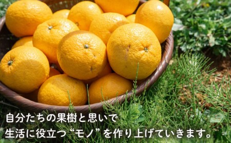 【全3回定期便】【 植物 由来 】万能 濃縮 甘夏 みかん 洗剤 糸島市 / わかまつ農園[AHB017]