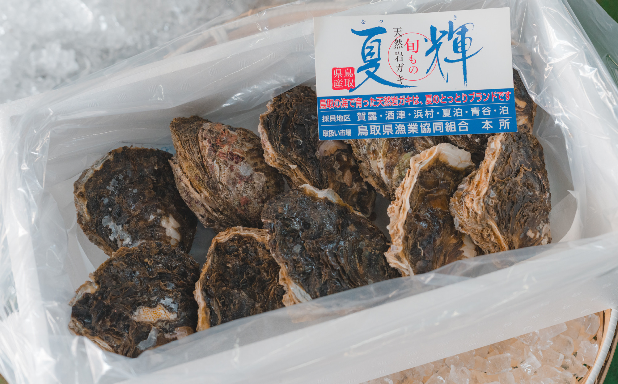 牡蠣 鳥取県産 天然 岩ガキ 夏輝 10個（300g以上×10個） ※着日指定不可 ※2026年6月上旬～8月下旬頃に順次発送予定