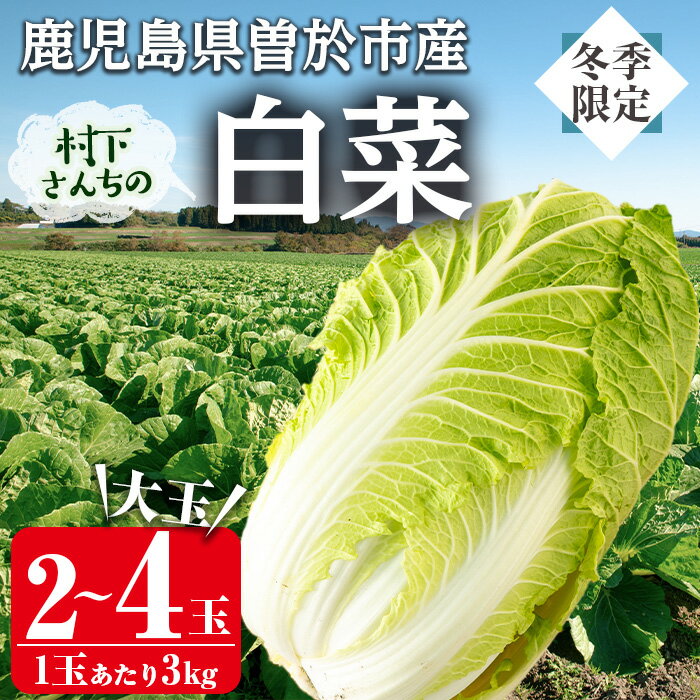 【ふるさと納税】＜選べる内容量＞≪期間限定≫村下さんちの白菜(約3kg×2個or4個) 白菜 はくさい 旬 野菜 健康食材 味噌汁 贈り物 贈答品【曽於市観光協会】
