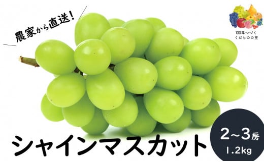 KG02-25A ぶどう シャインマスカット 約1.2㎏（2～3房）贈答 / 2025年9月下旬頃～配送予定 // 長野県 南信州 松川町 葡萄 ブドウ 産地直送 農家直送 マスカット 種なし 皮ごと 贈答 果物 フルーツ