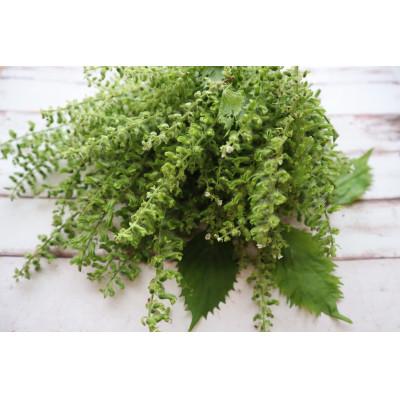 ふるさと納税 秦野市 秋の味覚　プチプチ食感がクセになる「しその実」(300g)