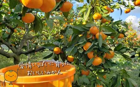 【訳あり】熊本県産 温州みかん 約16kg 味采市場