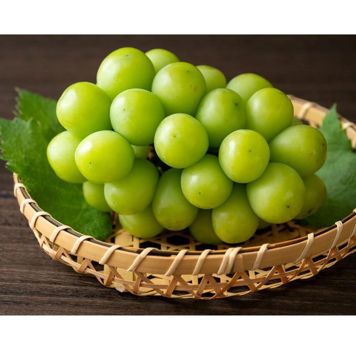 【ふるさと納税】ぶどう マスカット 家庭用 大粒 2026年 9月以降発送 シャインマスカット 1.2kg （ 2房～ ） 農家直送完熟シャインマスカット｜ブドウ 葡萄 岡山市産 国産 フルーツ 果物