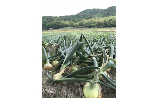 ＼うまい玉ねぎできたでー／ケンちゃんファームの特別栽培玉ねぎ5㎏～ひょうご安心ブランド認証取得～