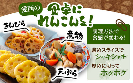 泥付きれんこん 約5kg (常温) 野菜 レンコン 愛西市 / JAあいち海部れんこんセンター 【配送不可地域：北海道・沖縄・離島】[AEDK003]