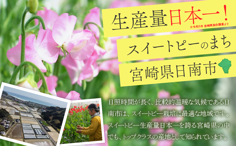 スイートピー 花束 100本 ピンク系 フラワー 期間限定 数量限定 生産者直送 新鮮 花 植物 観賞用 国産 インテリア用品 贈り物 ギフト プレゼント お祝い 誕生日 記念日 人気 おすすめ 癒し