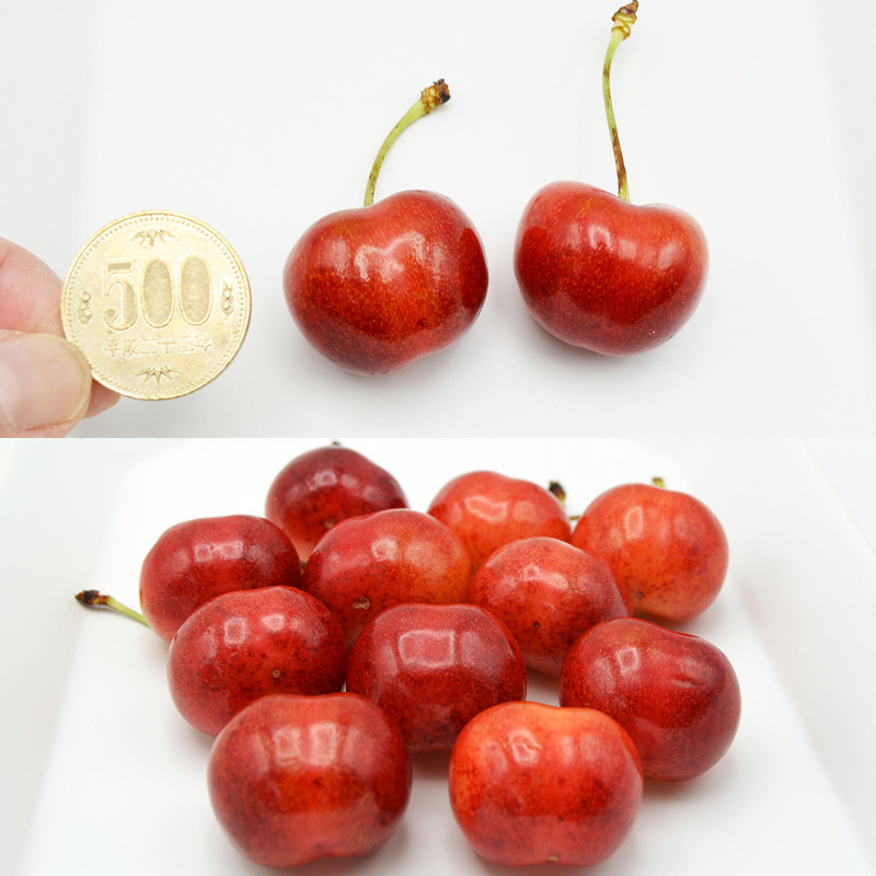 やまがた紅王 約540g 2～3Lサイズ (180g×3パック) 【令和8年産